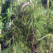 Pinus densiflora 'Pendula': Bild 3/4