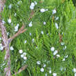 Juniperus chinensis 'Spartan': Bild 2/4