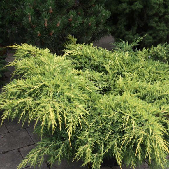 Juniperus pfitzeriana 'Gold Star': Bild 3/4 Juniperus pfitzeriana 'Gold Star': Bild 3/4
