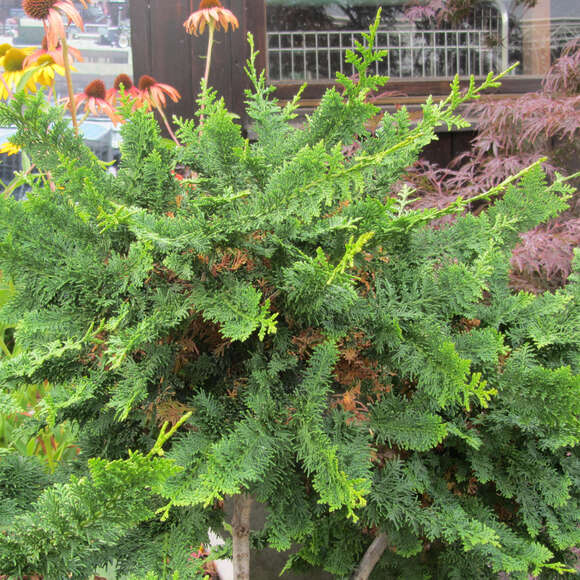 Chamaecyparis obtusa 'Teddy Bear': Bild 2/2 Chamaecyparis obtusa 'Teddy Bear': Bild 2/2
