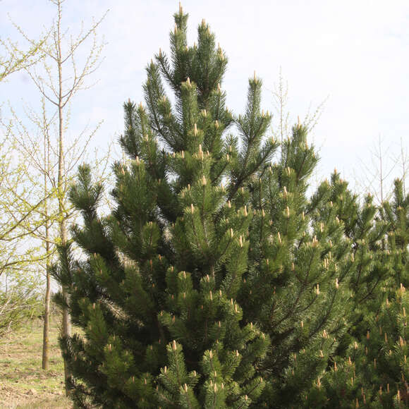 Pinus mugo: Bild 4/4 Pinus mugo: Bild 4/4