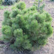 Pinus nigra 'Nana': Bild 4/4