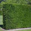 Juniperus chinensis 'Spartan': Bild 3/4