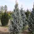 Picea pungens 'Iseli Fastigiate': Bild 2/3