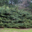 Juniperus virginiana 'Hetz': Bild 3/3