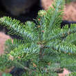 Abies procera: Bild 1/1