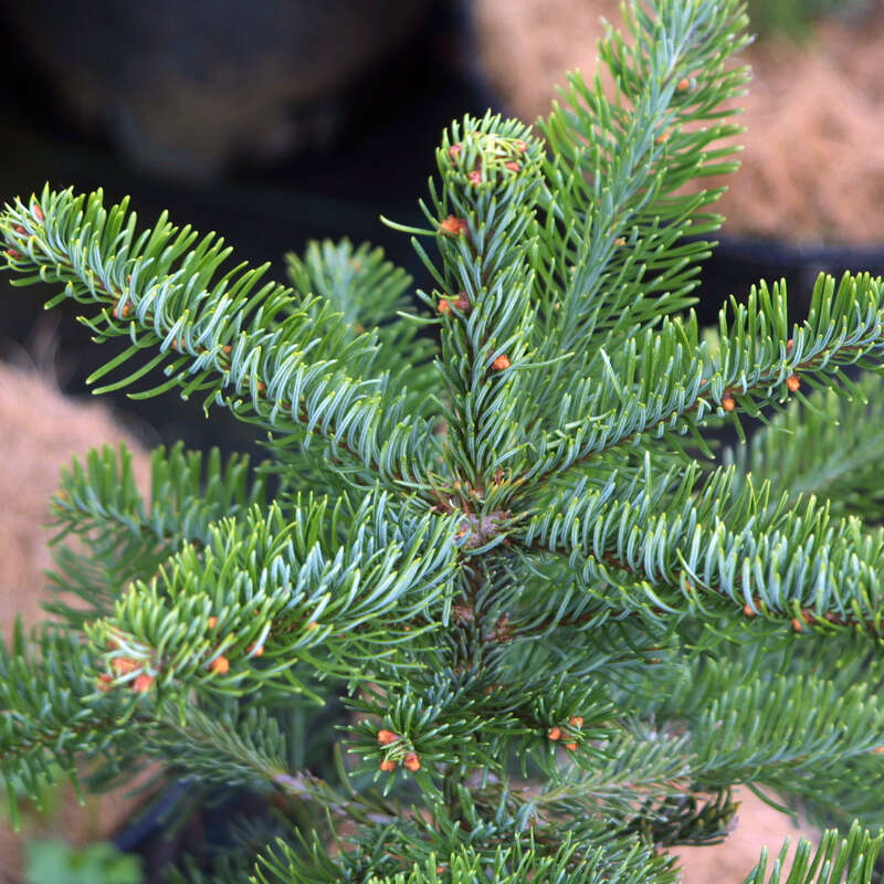 Edeltanne Abies procera