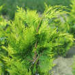 Chamaecyparis lawsoniana 'Kelleriis Gold': Bild 2/2