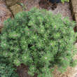Pinus mugo 'Humpy': Bild 2/2