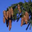 Picea orientalis: Bild 6/10