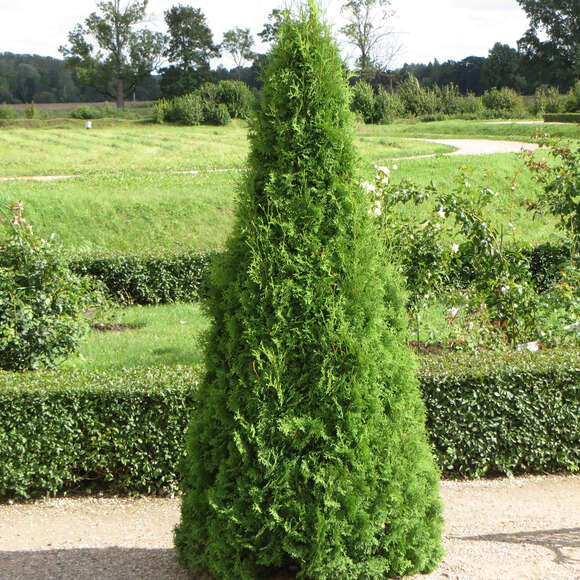 Thuja occidentalis 'Smaragd': Bild 8/11 Thuja occidentalis 'Smaragd': Bild 8/11
