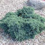 Juniperus squamata 'Blue Star' - Zwerg-Kugelwacholder