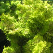 Chamaecyparis obtusa 'Nana Lutea': Bild 3/6