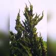 Chamaecyparis obtusa 'Tetragona Aurea': Bild 2/2