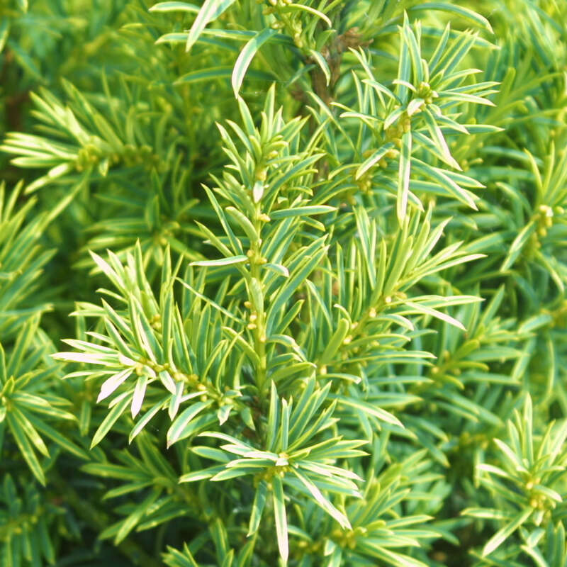 Goldeibe - Taxus baccata 'Semperaurea'