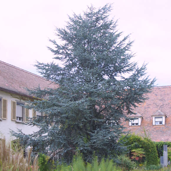 Cedrus libani 'Glauca': Bild 11/13 Cedrus libani 'Glauca': Bild 11/13