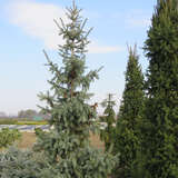Picea engelmannii 'Glauca' - Kordilleren-Fichte