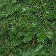 Torreya nucifera: Bild 2/3