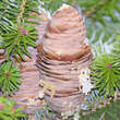 Abies homolepis: Bild 2/2