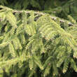 Picea orientalis: Bild 4/10