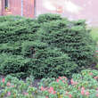 Picea abies 'Nidiformis': Bild 5/6