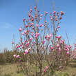 Magnolia 'Ricki': Bild 5/5