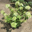 Hydrangea paniculata 'Bobo': Bild 2/2