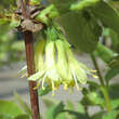 Lonicera caerulea k. 'Sinoglaska': Bild 3/5