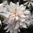 Magnolia stellata keiskei: Bild 3/9