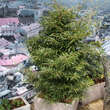 Fagus sylvatica 'Asplenifolia': Bild 6/6