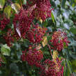 Viburnum betulifolium: Bild 3/4