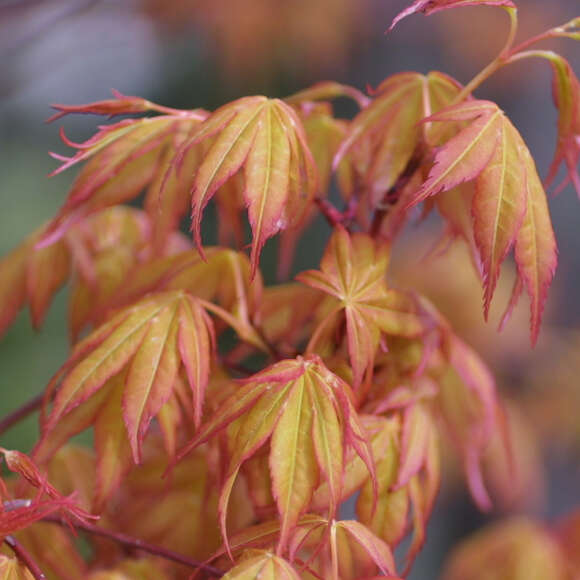 Acer palmatum 'Katsura': Bild 6/12