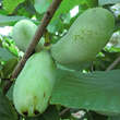 Asimina triloba 'Mango': Bild 2/4