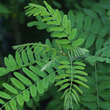 Amorpha fruticosa: Bild 5/6