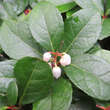 Gaultheria procumbens: Bild 2/4