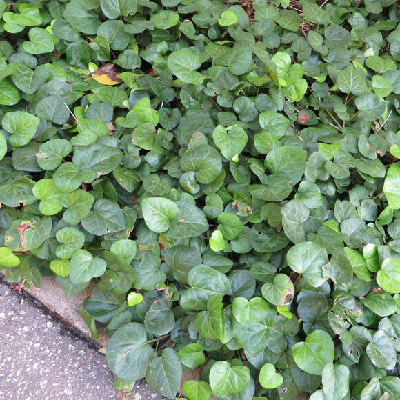 Hedera colchica 'Batumi': Bild 5/7 Hedera colchica 'Batumi': Bild 5/7