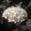Physocarpus opulifolius 'Diabolo': Bild 2/6