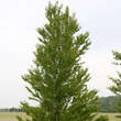 Cercidiphyllum japonicum: Bild 5/6