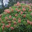 Aesculus pavia 'Humilis': Bild 4/4