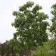 Quercus dentata 'Carl Ferris Miller': Bild 5/5
