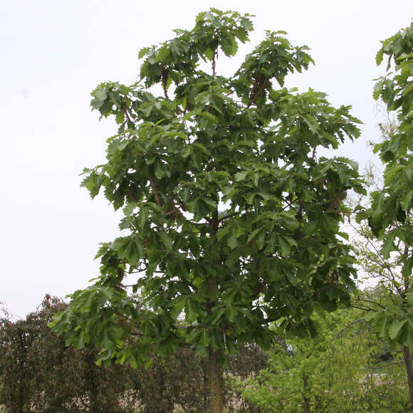 Quercus dentata 'Carl Ferris Miller': Bild 5/5 Quercus dentata 'Carl Ferris Miller': Bild 5/5