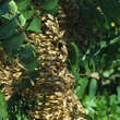 Ailanthus altissima: Bild 6/7