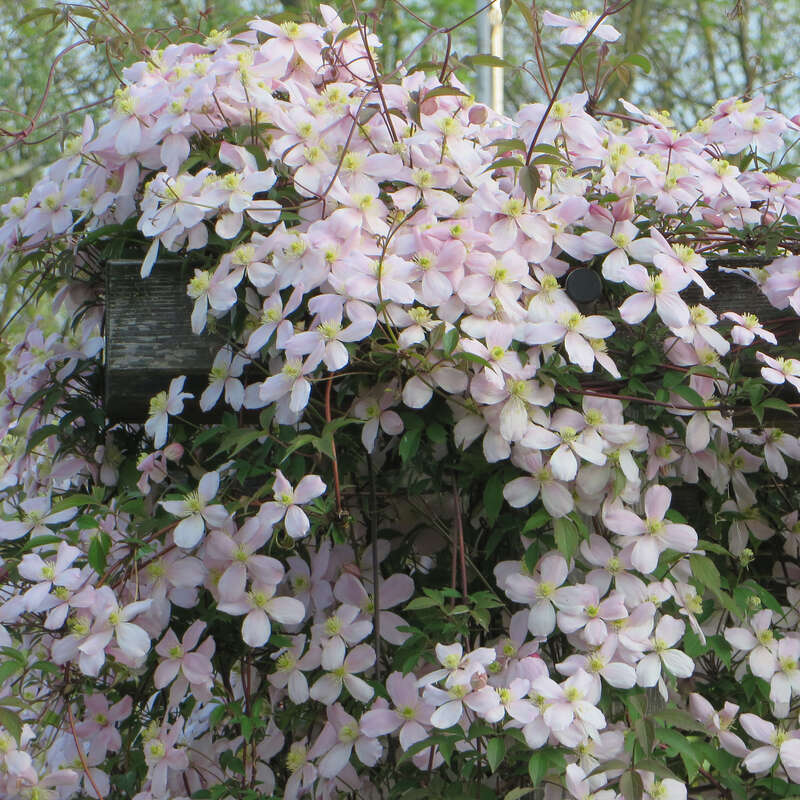 Bergwaldrebe Clematis montana rubens rosa