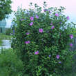 Hibiscus syr. 'Russian Violet': Bild 3/3