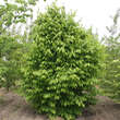 Carpinus cordata: Bild 6/6