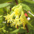 Lonicera caerulea kamt. 'Altaj': Bild 2/3