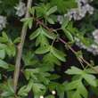 Crataegus laevigata: Bild 5/7