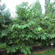 Asimina triloba 'Overleese': Bild 3/3