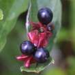 Lonicera involucrata ledebourii: Bild 2/2