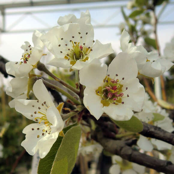 Pyrus communis 'Rote Williams Christ': Bild 2/2 Pyrus communis 'Rote Williams Christ': Bild 2/2